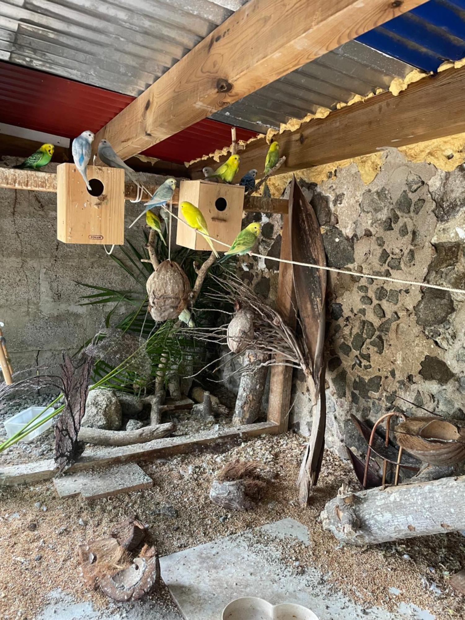 Les Hamacs Aux Saintes Hotel Terre-De-Haut Kültér fotó